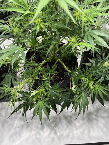 Growreport Bild 8
