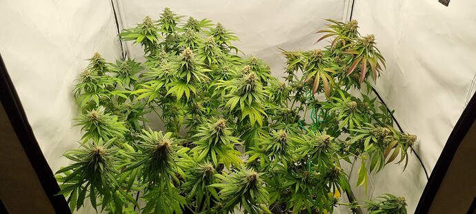 Growreport Bild 10