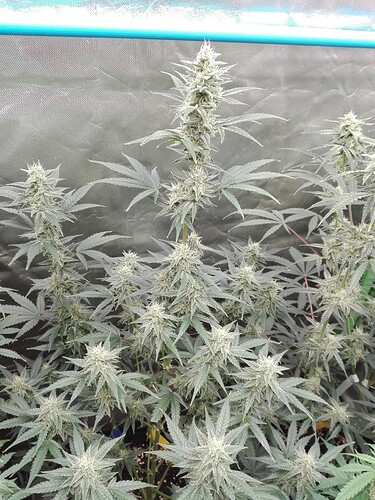 Growreport Bild 7