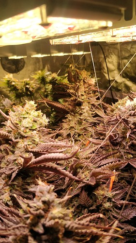 Growreport Bild 11