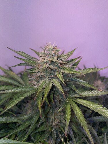 Growreport Bild 9