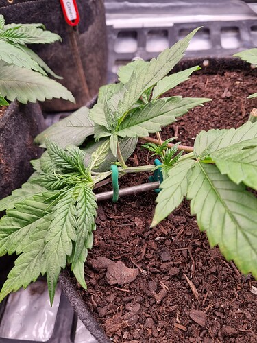 Growreport Bild 43