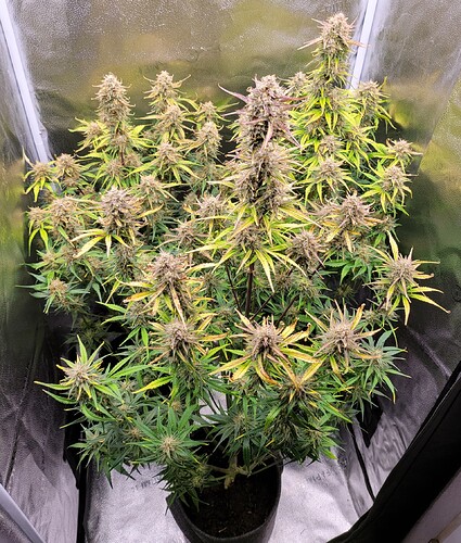 Growreport Bild 1