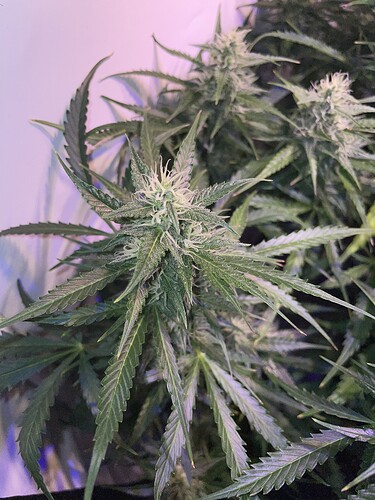 Growreport Bild 8