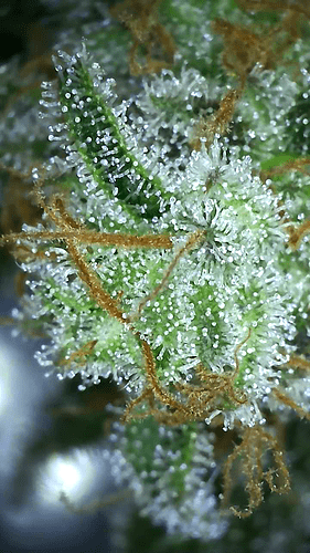 Growreport Bild 42