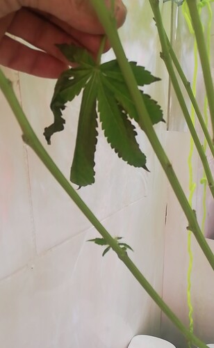 Growreport Bild 2