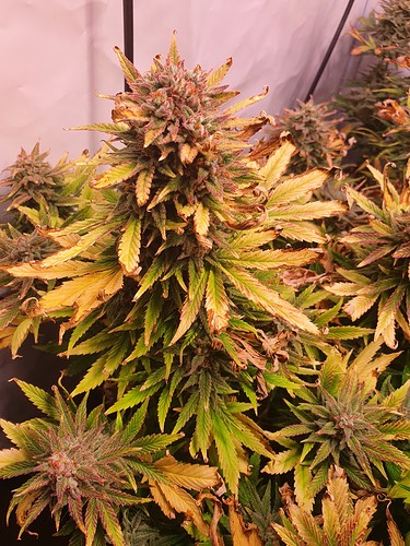 Growreport Bild 14