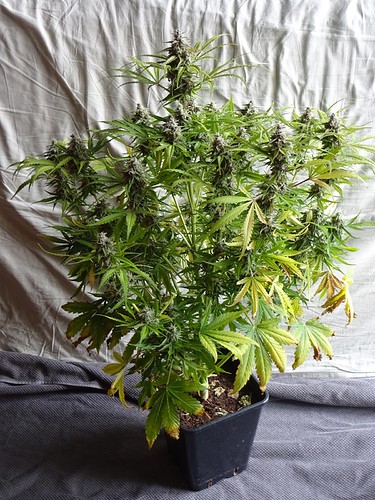 Growreport Bild 1