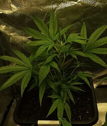 Growreport Bild 8