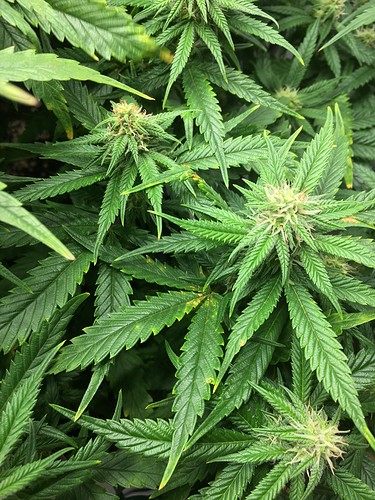 Growreport Bild 33