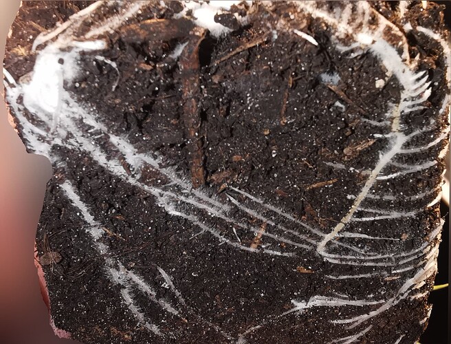 Growreport Bild 18