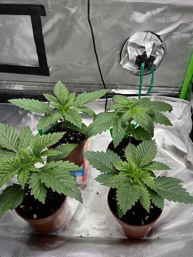 Growreport Bild 6