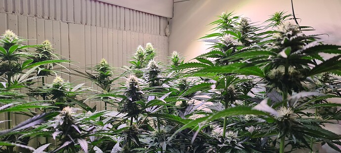 Growreport Bild 2