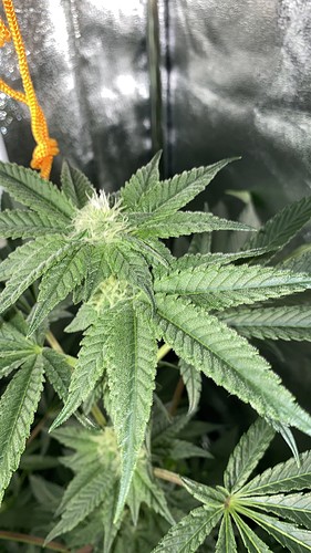 Growreport Bild 11