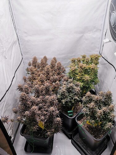 Growreport Bild 5