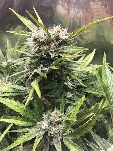 Growreport Bild 6