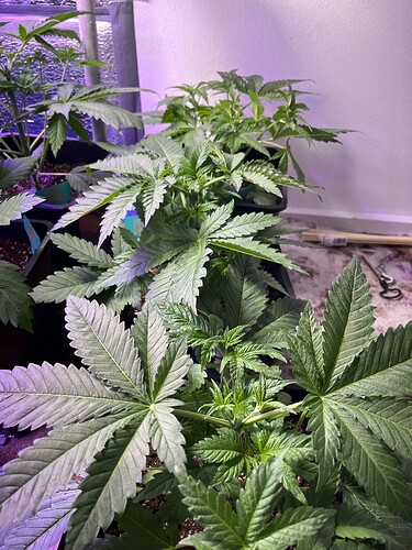 Growreport Bild 8