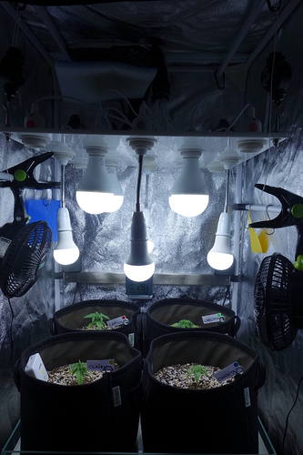 Vier junge Cannabispflanzen in Stofftöpfen unter LED-Lampen in einem Growzelt. Jede Pflanze hat ein Namensschild.