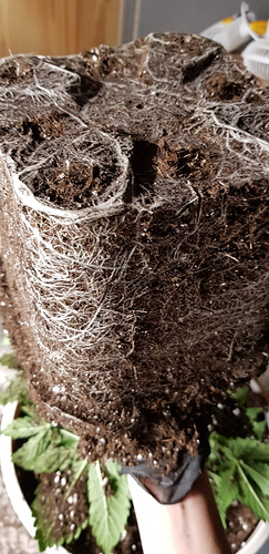 Growreport Bild 3