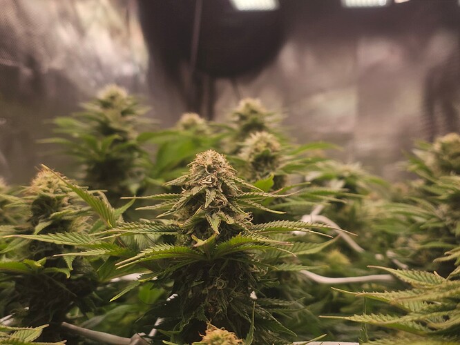 Growreport Bild 23