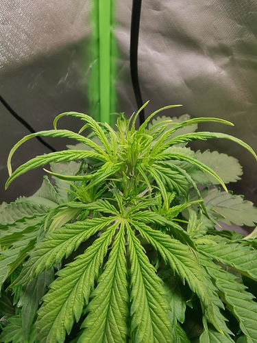 Growreport Bild 3