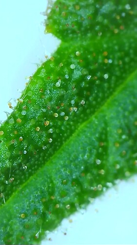 Growreport Bild 9