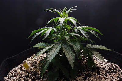 Growreport Bild 5