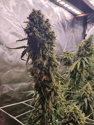 Growreport Bild 2