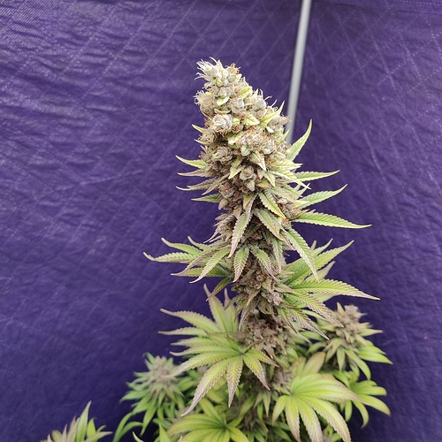 Growreport Bild 25