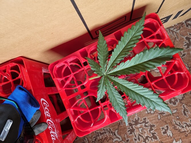 Growreport Bild 34