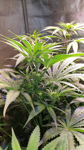 Growreport Bild 3
