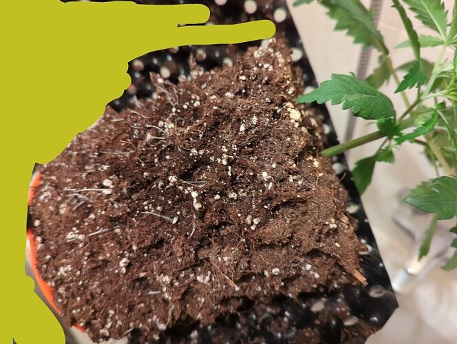 masterkush_wurzeln_seite