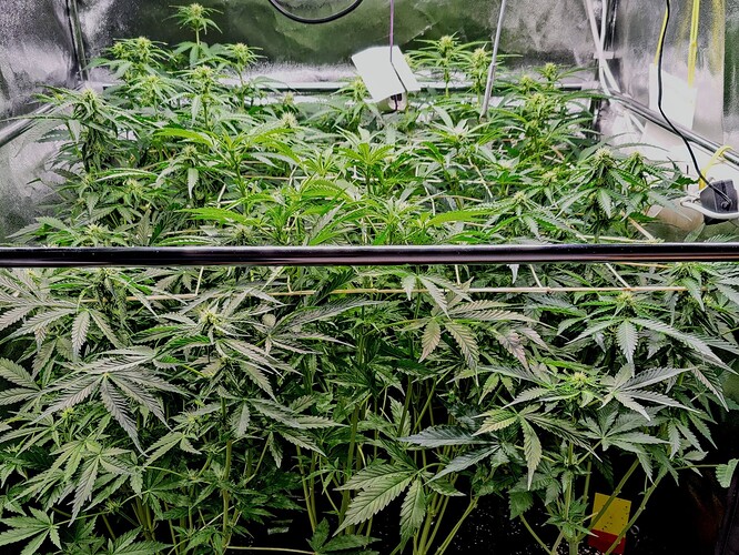 IMG_20230131_091748~2