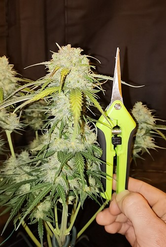 Growreport Bild 19