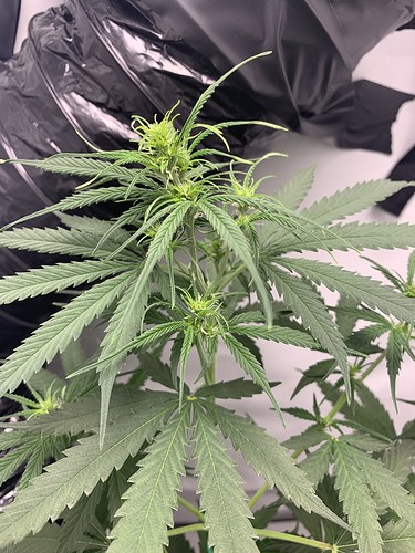 Growreport Bild 18