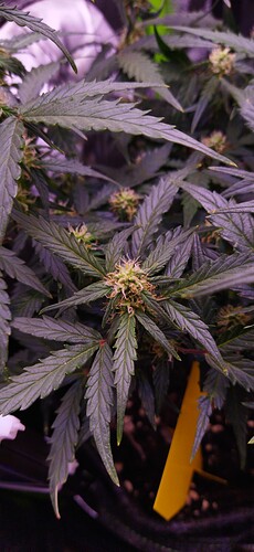 Growreport Bild 80