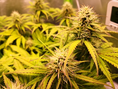 Growreport Bild 1