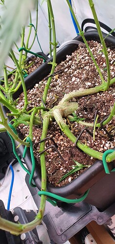Growreport Bild 8