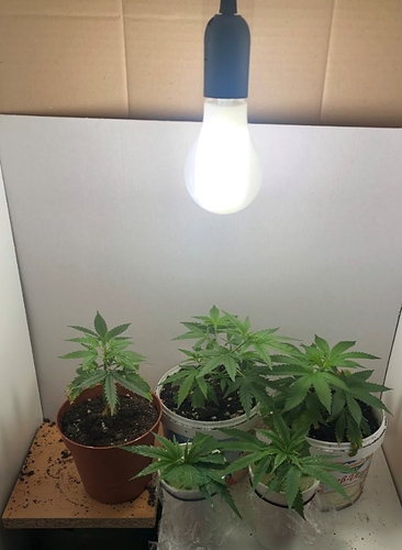 Growreport Bild 7