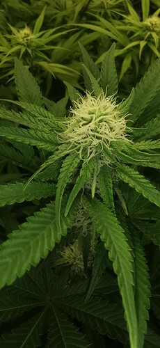Growreport Bild 44