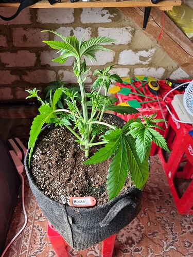 Growreport Bild 31