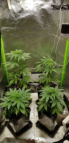 Growreport Bild 3