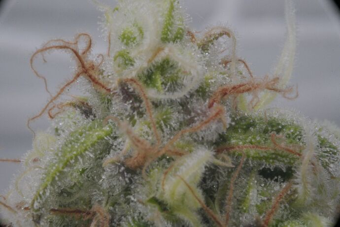 Growreport Bild 2