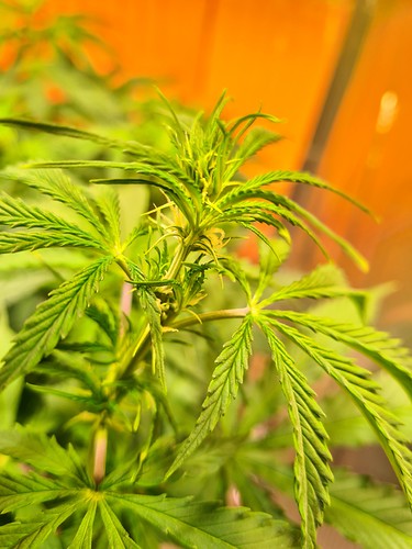 Growreport Bild 8
