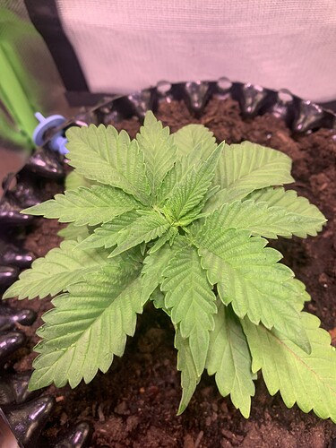 Growreport Bild 2