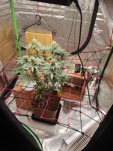 Growreport Bild 3