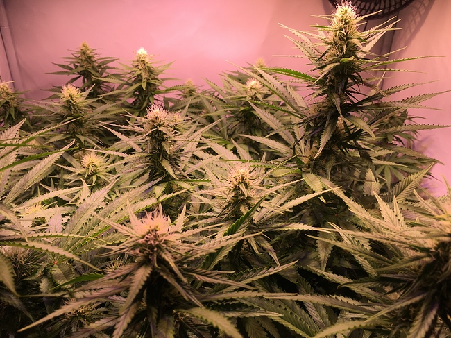 Growreport Bild 5