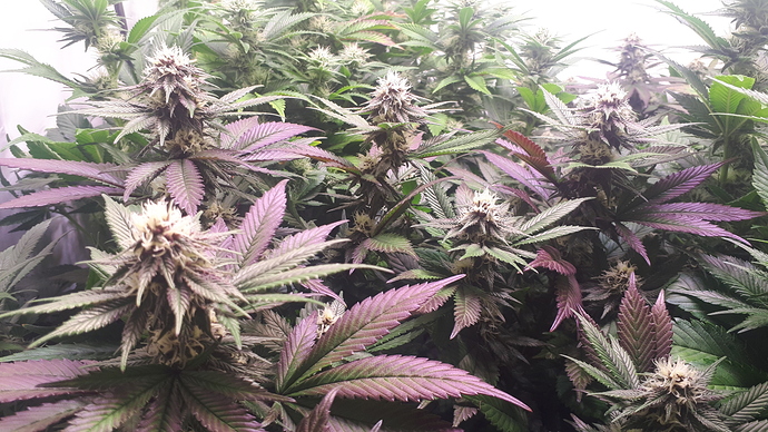 Growreport Bild 4