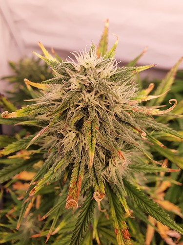 Growreport Bild 4