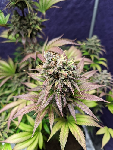 Growreport Bild 17